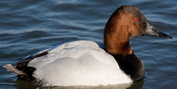duck